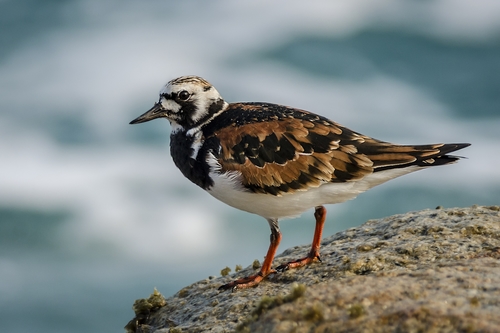 Image of Ruddy Turnstone