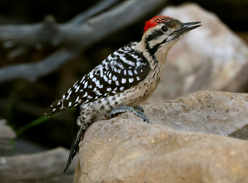 Image of Ladder-backed Woodpecker