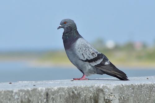 Image of Rock Pigeon