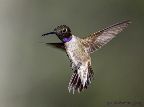 Image of Black-chinned Hummingbird