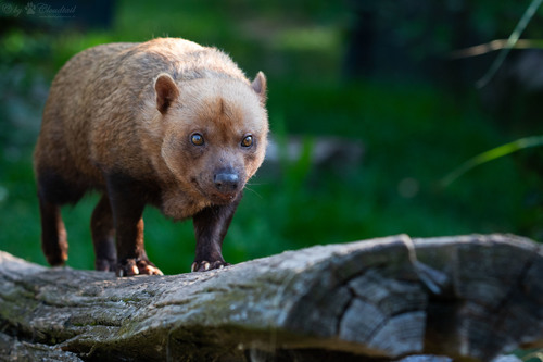 Image of Bush Dog