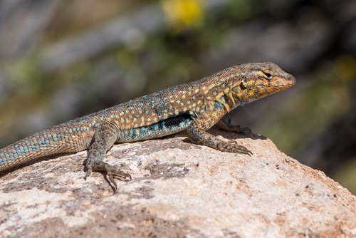 Image of Common Side-blotched Lizard