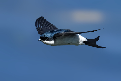 Image of Common House Martin