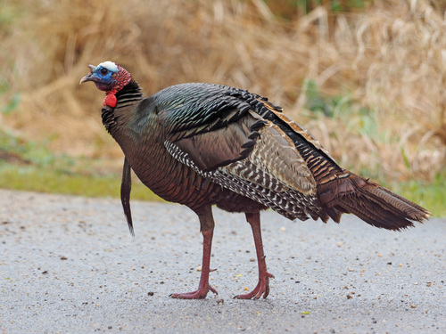 Image of Wild Turkey