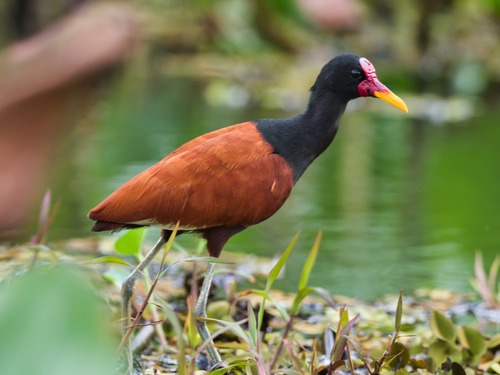 Image of Wattled Jacana