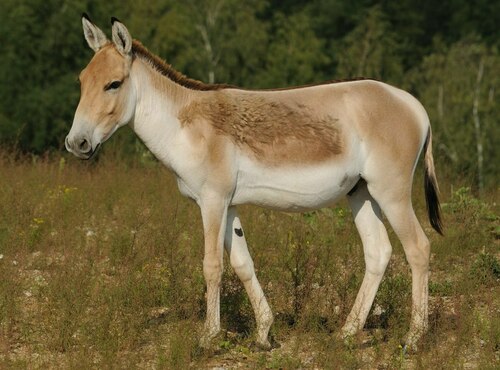 Image of Onager