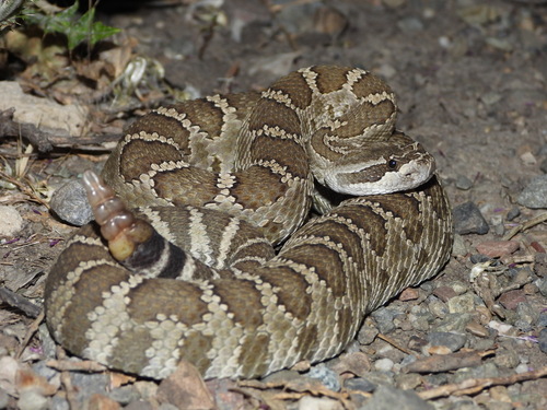 Image of Western Rattlesnake