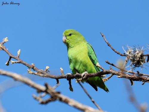 Image of Mexican Parrotlet