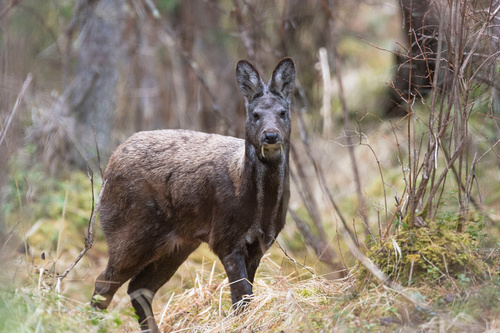 Image of Siberian Musk Deer