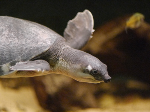 Image of Pig-nosed Turtle