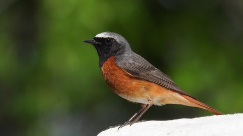 Image of Common Redstart