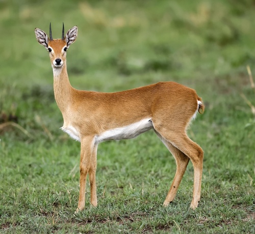 Image of Oribi