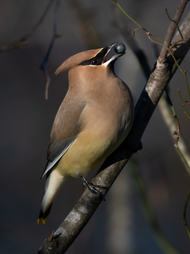 Image of Cedar Waxwing