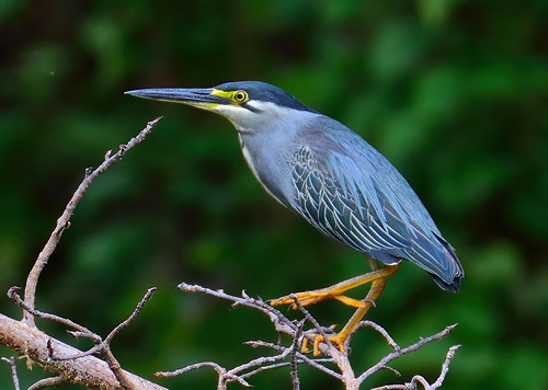 Image of Striated Heron