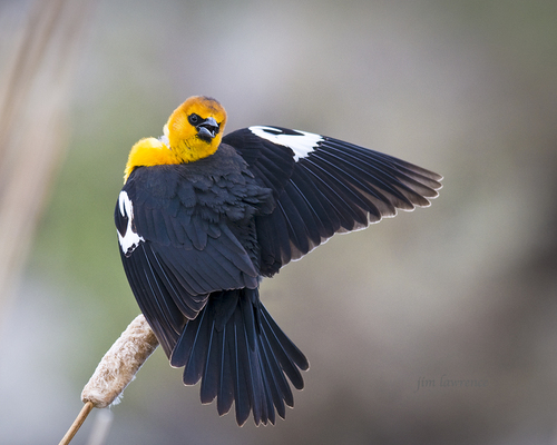 Image of Yellow-headed Blackbird