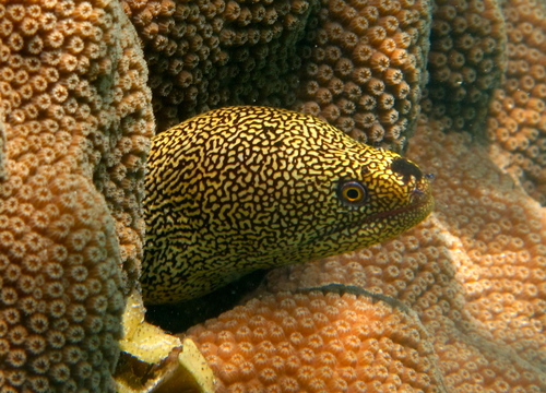 Image of Goldentail Moray