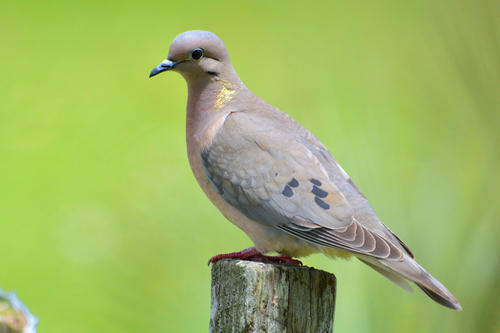 Image of Eared Dove