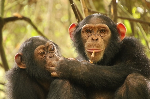 Image of Common Chimpanzee