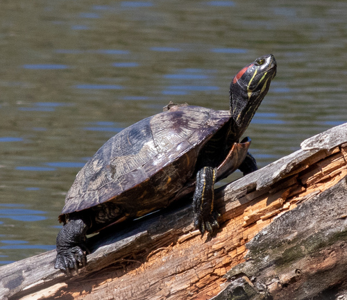 Image of Red-eared slider