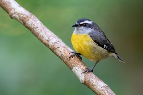 Image of Bananaquit