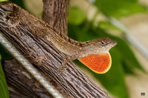 Image of Brown Anole