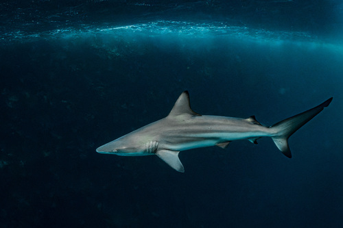 Image of Blacktip Shark