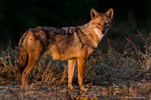 Image of Golden Jackal