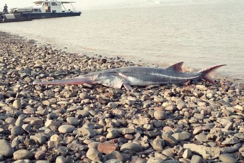 Image of Chinese Paddlefish