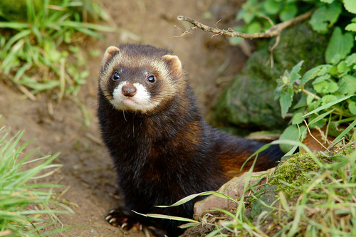 Image of European Polecat