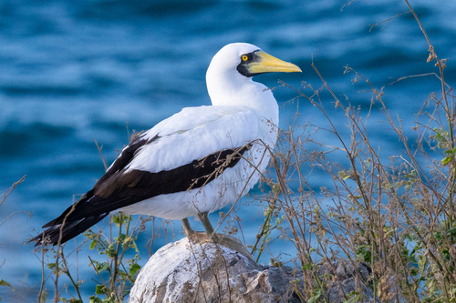 Image of Masked Booby