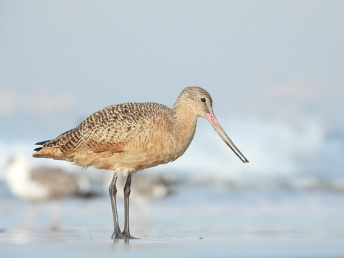 Image of Marbled Godwit