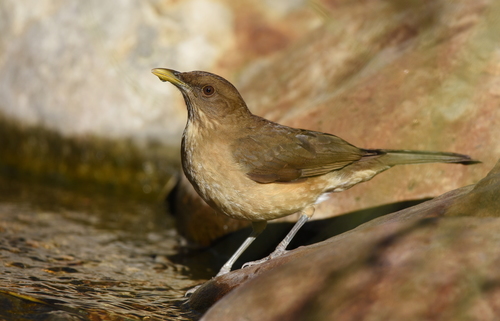 Image of Clay-colored Thrush