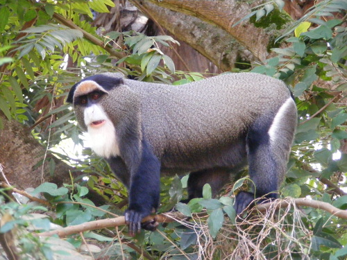 Image of De Brazza's Monkey