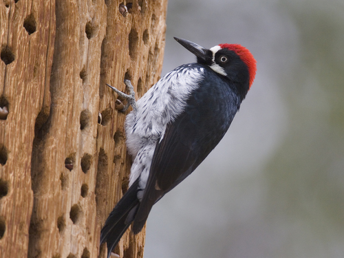 Image of Acorn Woodpecker