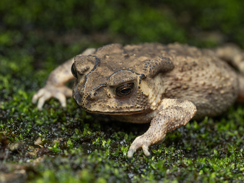 Image of Asian Common Toad