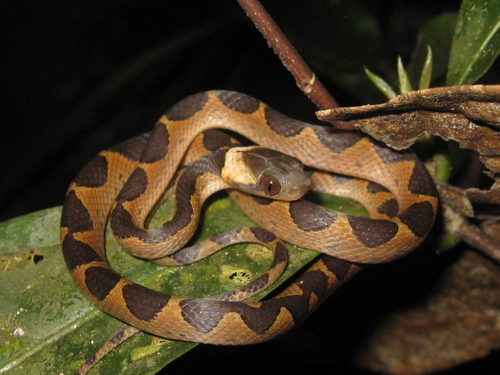 Image of Banded Cat-eyed Snake