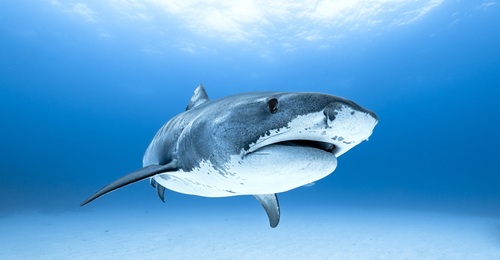 Image of Tiger Shark