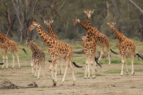 Image of Giraffe