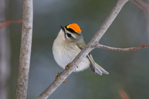 Image of Golden-crowned Kinglet