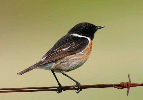 Image of European Stonechat