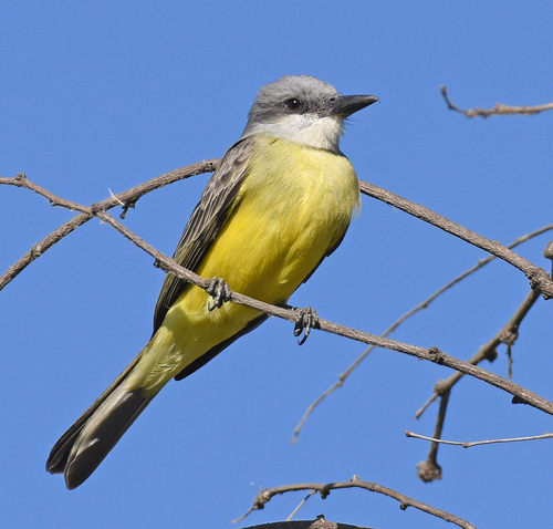 Image of Tropical Kingbird