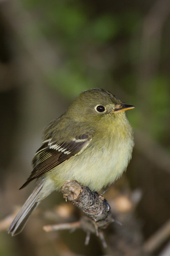 Image of Acadian Flycatcher