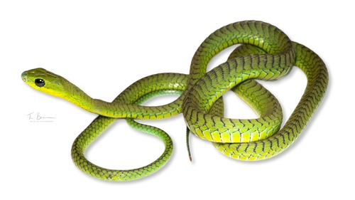 Image of Boomslang