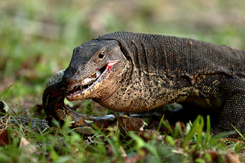 Image of Asian water monitor