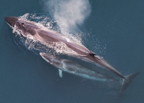 Image of Sei Whale