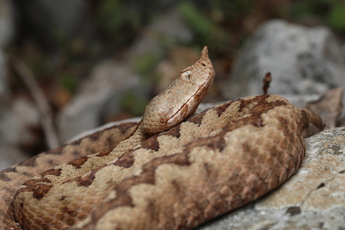 Image of Horned Viper