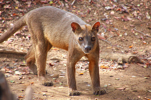 Image of Fossa