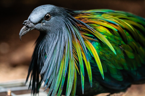 Image of Nicobar pigeon