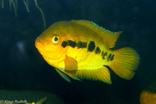 Image of Rainbow Cichlid