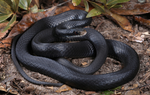 Image of Eastern Racer